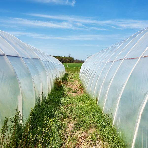 Polyhouses with Plantation and Vegetables