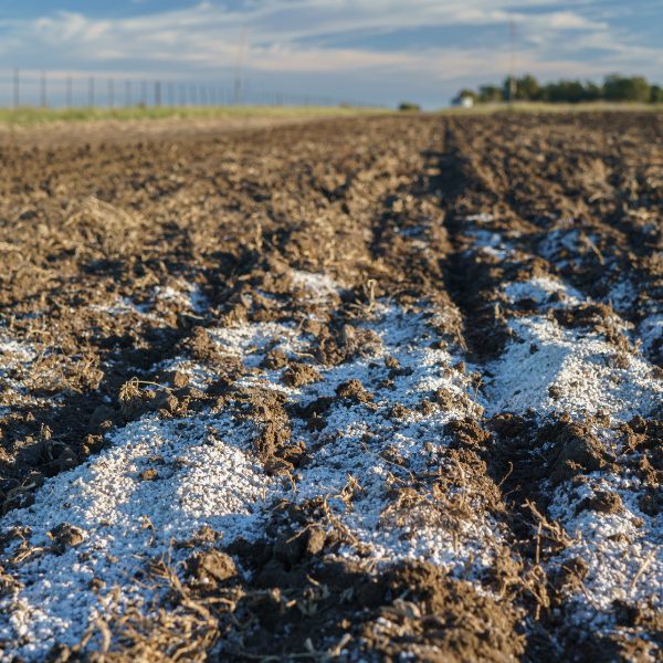 soil from a field fertilized with granulated urea