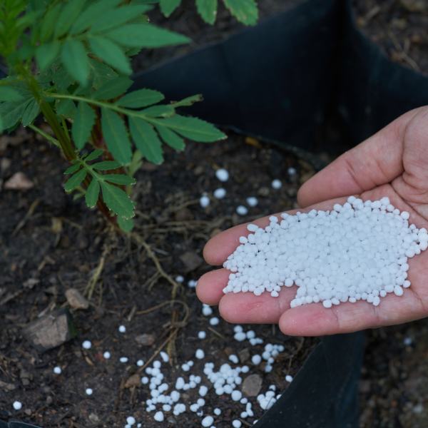 urea fertilizer in farmer hands